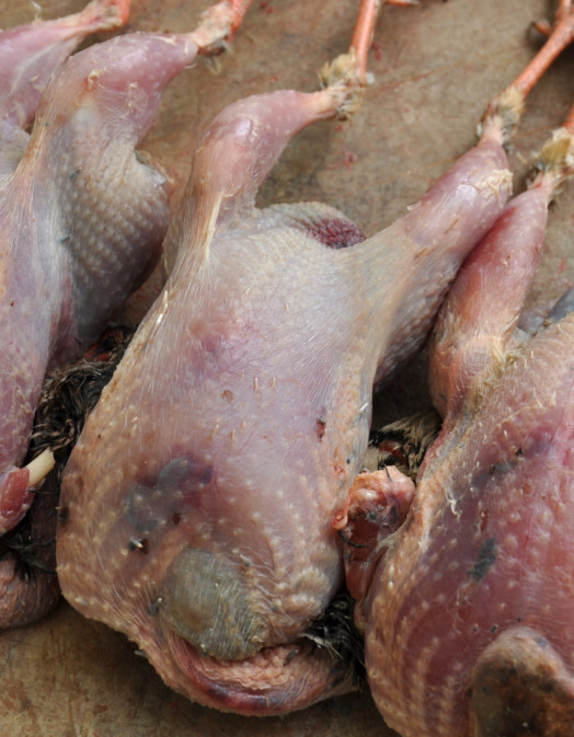 Whole Partridge