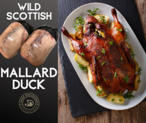Wild Mallard Duck