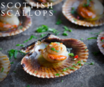 Scallops