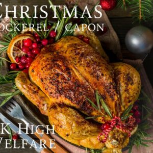 Cockerel / XL Roasting Chicken
