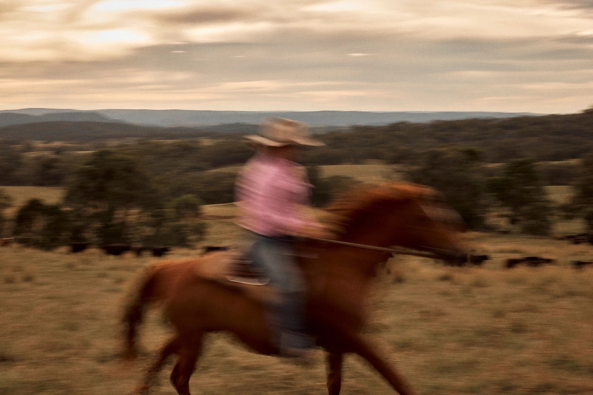 Horse and rider in the open Australian grazing landscape supplied by ICON