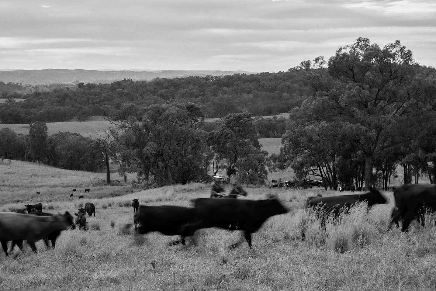 Cattle grazing in the Australian landscape from the ICON brand overview